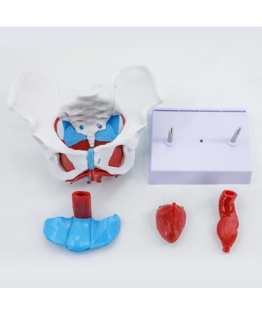Removable Female Pelvis Model with Organs - Detailed Anatomical Educational Model for Pelvic Floor Muscles & Reproductive Anatomy - International Shipping Available - Buy Online on GoSupps.com