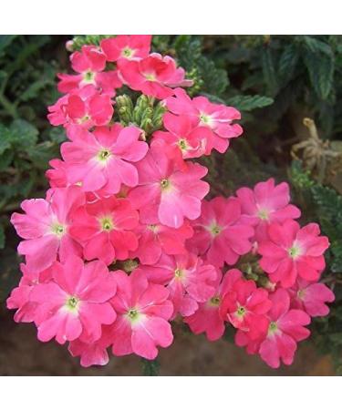 Fresh 1000 semi - Semi Verbena Fiore Della Rosa - Buy Online on GoSupps.com
