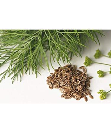 Dill seed 150 g natural Dill seeds Aneth natural dill seeds  - Buy Online on GoSupps.com