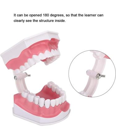 Tooth Model with Toothbrush - Standard Dental Cavity Demonstration for Oral Hygiene Education | Perfect for Hospitals & Kindergartens - International Shipping - Buy Online on GoSupps.com