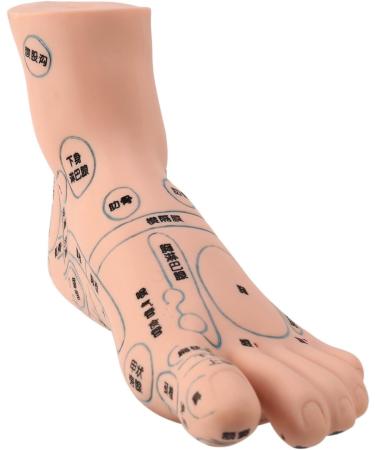 Mengmen 19 cm Foot Reflexology Model - Acupuncture Point Guide for Acupuncture Therapy | International Shipping - Buy Online on GoSupps.com