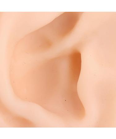 Silicone Ear Model for Acupuncture Practice | Realistic Fake Ear with Presentation Stand - International Shipping Available - Buy Online on GoSupps.com