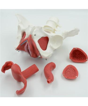 Life Size Female Pelvis Skeleton Model | Colored Pelvic Floor with Muscles | 4 Removable Parts for Nursing & Health Education - Buy Online on GoSupps.com