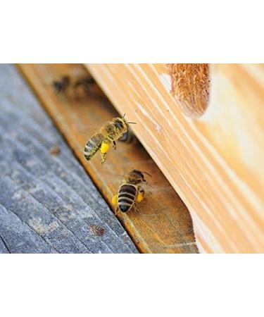 The ImkerPur honeycomb with acacia honey 2.2 kg in a traditional wooden frame enhances any buffet not only in restaurants or hotels - Buy Online on GoSupps.com