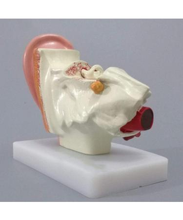 Human Ear Anatomy Ear Canal Human Ear Model Otolaryngology Organ Teaching Ear Middle and Inner Ear Auditory - Buy Online on GoSupps.com
