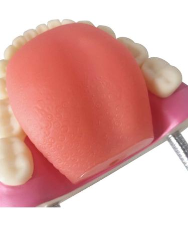 EVOTECH SCIENTIFIC Dental Care Model - Giant Toothbrush 32 Teeth | Ideal Children's Dental Education Tool - Buy Online on GoSupps.com