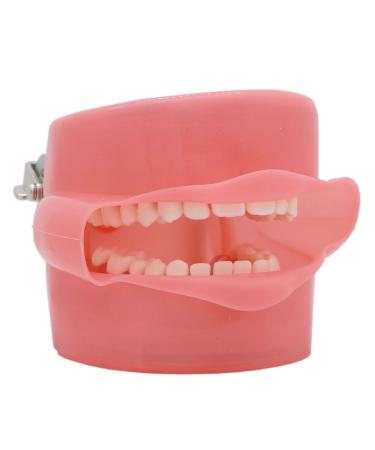 Dental Soft Gum Standad Typodont Study Model with 28pcs Removable Teeth (With Simulates Cheeks)