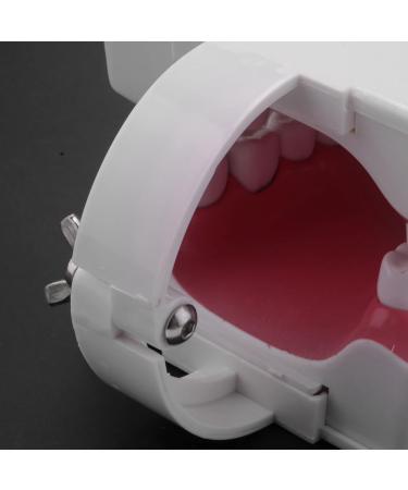 MDYBF Tooth Model - Anatomical Typodont for Brushing & Flossing Demonstration | Ideal for Dental Education - Buy Online on GoSupps.com