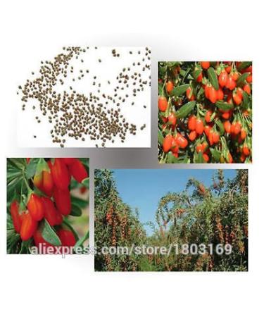 2016 Organic 200 / Pack 10kinds Goji Berry Semi bacche di Goji Wolfberry semi di frutta Vitali di trasporto