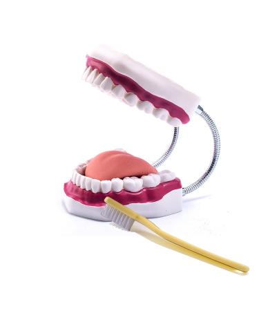 Large teeth 6 times enlargement of toothed hygiene tooth models mouth care model with removable tongue and toothbrush for lessons 6 times