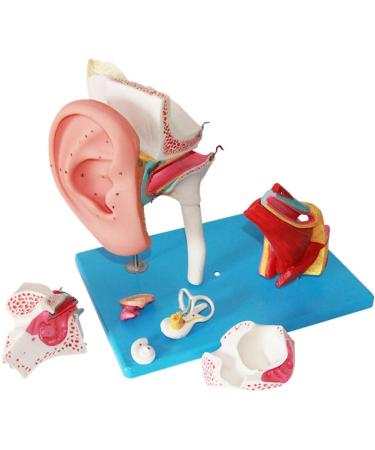 Model Anatomy of The Human Medical Ear Inner Ear Average Ear Tympan Template of Extended Ear Structure - Buy Online on GoSupps.com