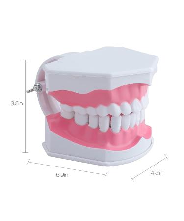 LVCHEN 2 Times Teeth Model with Toothbrush - Dental Large Teeth Model for Kids Dental Teaching Study - Buy Online on GoSupps.com