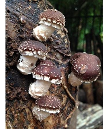 Grow Your Own Shiitake Mushrooms - 12 Log Kit - Buy Online on GoSupps.com