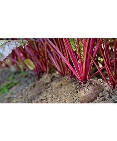 SuperVital Powder - Super-Food Mix for Smoothie - 500g (Quality Assured) - Buy Online on GoSupps.com