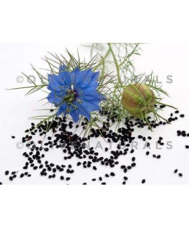 Black Seed Bitters with Moringa 3 x 16 oz Bottles for Detox - Gye Nyame Blend | Save Now - Buy Online on GoSupps.com