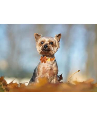 Aring Floral Dog Collar with Maple Leaf - Stylish Cotton Pet Collar for Small Medium & Large Dogs | Perfect Gift for Autumn - Buy Online on GoSupps.com