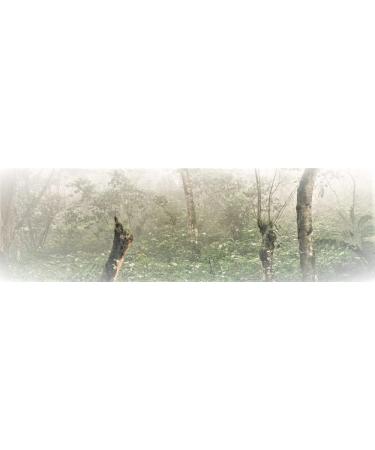 Tooludic Mexican coffee Procurador Arabica 1500g - Buy Online on GoSupps.com