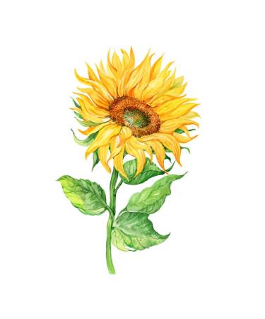 Sunflowers Temporary Tattoo Sticker Set - Waterproof Yellow Watercolor Body Art for Women - Set of 24 (SF181) - Buy Online on GoSupps.com