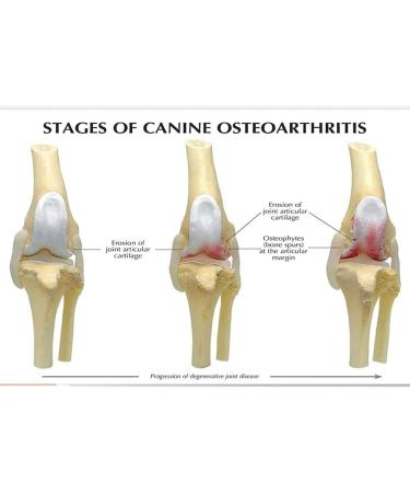 Artificial Dog Knee Joint Model 4 Phase Dog Knee Joint Model PVC Size Dog Knee Joint Model - Buy Online on GoSupps.com