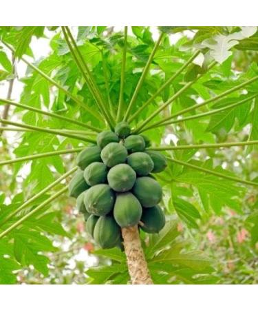 Organic Papaya Leaf Powder - 100% Pure Carica Papaya - 100g (Pack of 1) - Buy Online on GoSupps.com