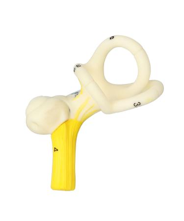 Highly Detailed Inner Ear Labyrinth Model - 5X Magnification PVC Semicircular Canal - Ideal for Teaching and Education - Buy Online on GoSupps.com