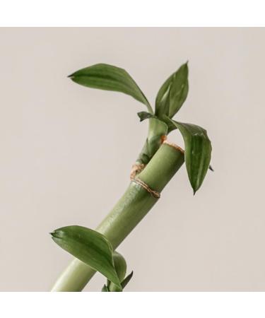 KAINE Green Calm Aqua Cream 70ml - Soothing Hydration for All Skin Types | International Shipping Available - Buy Online on GoSupps.com