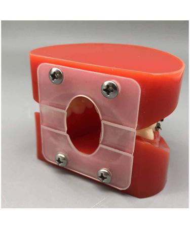 Orthodontic Teeth Model Dental Typodont with Metal Brackets & Ligature Ties - Red | International Shipping Available - Buy Online on GoSupps.com