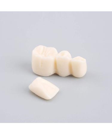 Teeth Model for Dental Teaching & Research | Realistic Adult Teeth Demonstration | No Brand - Buy Online on GoSupps.com