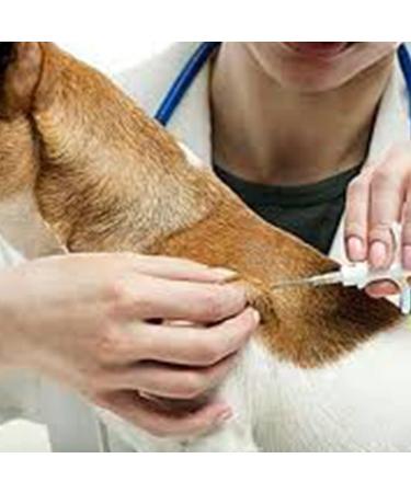 5-Pack 2.12x12mm Pet ID Microchips - 134.2kHz ISO11784/ISO1784 FDX-B RFID Tags for Dogs & Cats - International Shipping Available - Buy Online on GoSupps.com