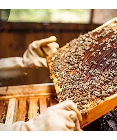 Moroccan Lemon Honey - 300g Jar | Pure and Natural | Unique Flavor - Buy Online on GoSupps.com