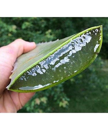 3 Pounds Organic Extra Large Aloe Vera Green Leaves - Barbadensis Plant - Buy Online on GoSupps.com