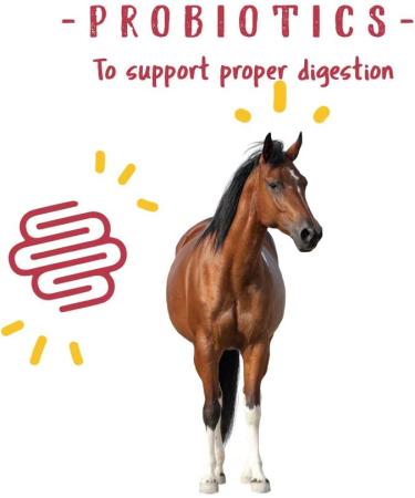 Manna Pro Weight Accelerator for Senior Horses - 8 lbs with Omega 3 & Probiotics - Buy Online on GoSupps.com
