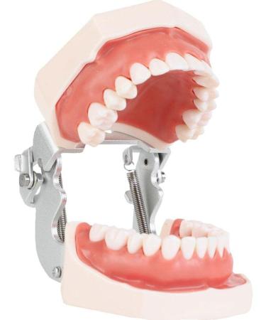 Wudaizhi Dental Model with Removable Teeth - Perfect for Teaching & Practice | International Shipping Available - Buy Online on GoSupps.com