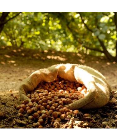  Destefanis e Novero Toasted Shelled Blanched Roasted Piedmont Hazelnuts 100% Nutritious and Healthy Dried Fruit Source of Vitamins and Fiber Perfect Snack for Appetizers 3 x 500g Destefanis & Novero - Buy Online on GoSupps.com