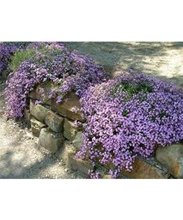 Soapwort- ocymoides -pink- 200 See - Buy Online on GoSupps.com