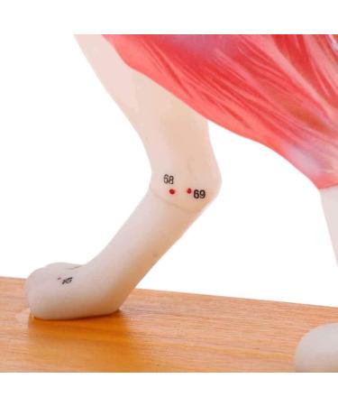 Anatomical Dog Model Acupuncture Anatomy Acupuncture Point Model of The Dog Body Animal with 72 Acupuncture Points - Buy Online on GoSupps.com