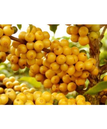 COCATREL Unroasted GREEN Coffee Beans - Specialty Yellow Bourbon Arabica from Brazil - 2.2lb for Home Roasting & Grinding - Buy Online on GoSupps.com