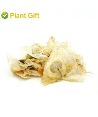 Buy Semen Oroxyli 40g - Jade Butterfly Tea (Oroxylum Indicum) | Herbal Chinese Health Tea | International Shipping - Buy Online on GoSupps.com