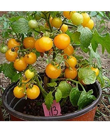 Pacchetto semi: 400 Origano Semi Sp condimento Semi tchen vegetale Sapore