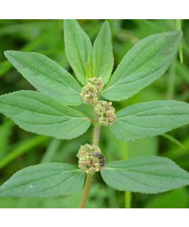 Amman Pacharisi 50 g | Euphorbia Hirta | Dudhi - Buy Online on GoSupps.com