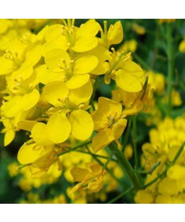 200 Seeds/Packs Plants in potio Yellow Flourishing of The Oil Oil rapeseed Edible rapeseed - Buy Online on GoSupps.com