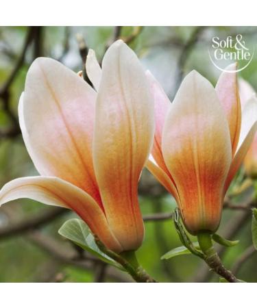 Soft & Gentle Magnolia Hug Anti-Perspirant Roll On Deodorant 50ml - Pack of 1 - Buy Online on GoSupps.com