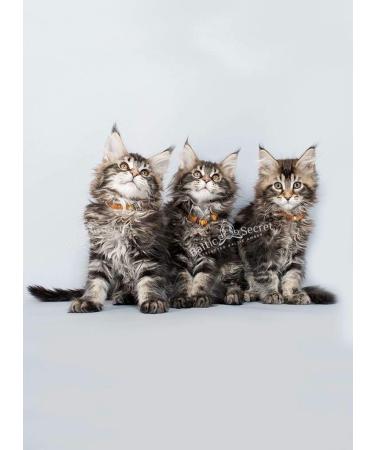 Amber Necklace for Dogs & Cats - Effective Tick & Flea Protection | Baltic Secret 22-24 - Buy Online on GoSupps.com