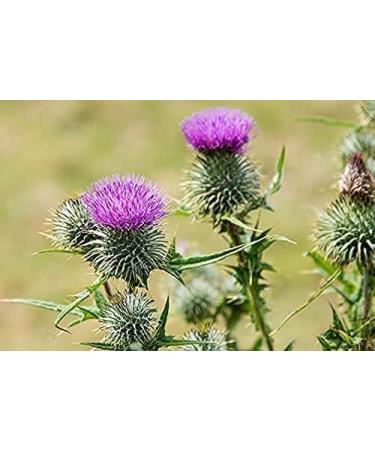 Vet's Advantage 100% Pure Stone-ground Milk Thistle Powder for Dogs - for Optimal Liver Health & Detoxification - Buy Online on GoSupps.com