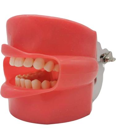 AWJ Dental Anatomy Cavity Cover Models - 28 Screwproof Teeth for Dental Students & Stomatology Training - Buy Online on GoSupps.com