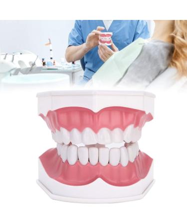Tooth Model with Toothbrush - Standard Dental Cavity Demonstration for Oral Hygiene Education | Perfect for Hospitals & Kindergartens - International Shipping - Buy Online on GoSupps.com
