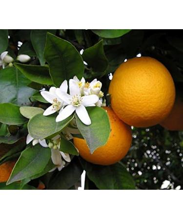 Organic Moroccan Orange Blossom Water - 4oz Glass Bottle | 100% Pure Neroli Water | Hydrating & Rejuvenating | Imported from Morocco - Buy Online on GoSupps.com