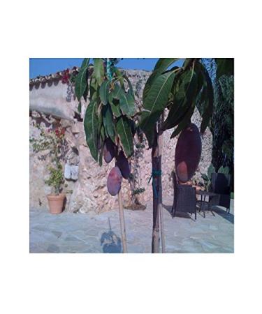 GLOSA MARINA Mango Balsamic Cream - Gourmet Vinegar (250ml) - Ideal for International Shipping - Buy Online on GoSupps.com