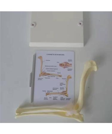 Dog Elbow Joint Model Dog Elbow Joint Model Animal Body Anatomy Replica of A Normal Dog for Veterinary Office Teaching Aids - Buy Online on GoSupps.com