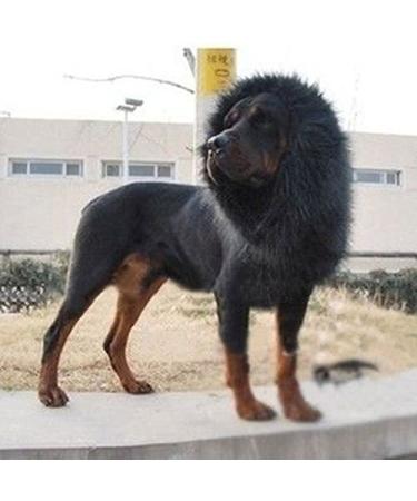 Pet Costume Lion Mane Wig for Dog Halloween Clothes Festival Fancy Dress up (Black)